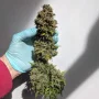 Cannabis seeds CBD Auto 20:1 from Fast Buds
